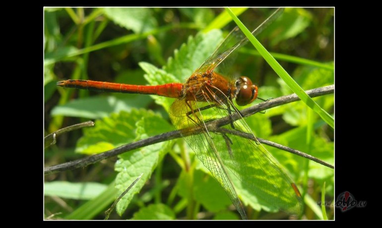 No sp�ru portfolio:)