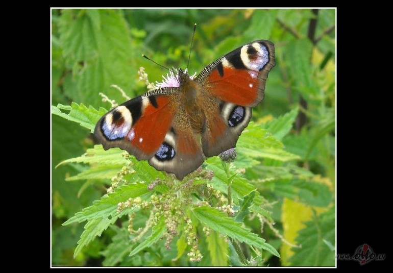 Tauri�u �eramais t�kls?