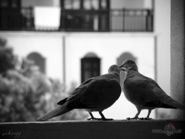 Mi�s Alboms ``Otrdienas ar Moriju``