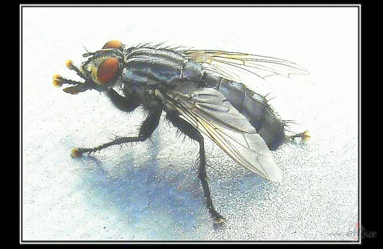 Mu�a gan atp�t�s vien� mier�...