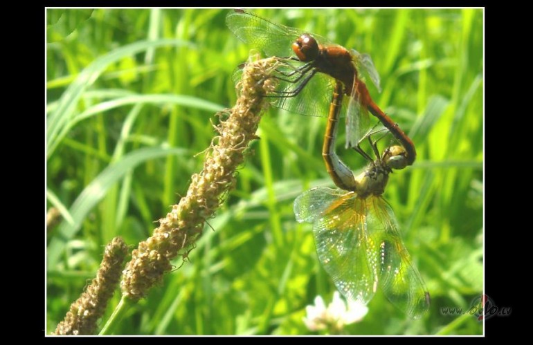 Paciet�ga gaid��ana dod rezult�tus:)