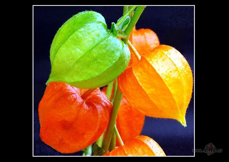 K�p�c man atkal nen�k miegs?