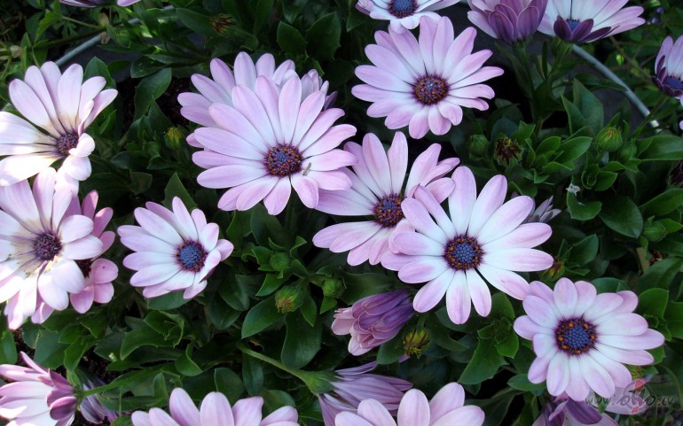 ** _N_i_m_f_a_ ** ...  SVEICAM__TEVI__V�RDA__DIEN�__!!!