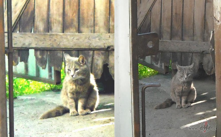 Ko mans v�deri�� grib