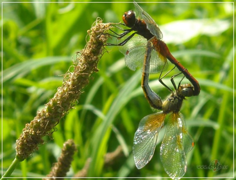 Un tad pien�ca r�ts...