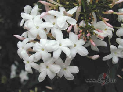Jasmin