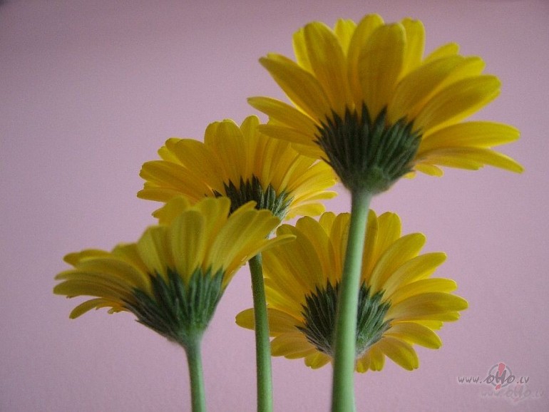 Tre�diena, k� maz� piektdiena!