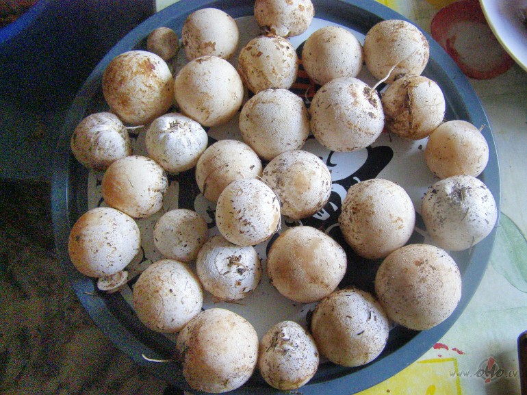 Su laiks. Liekas, nu cik var pa tiem meiem blandties?! Vai tad nu ...