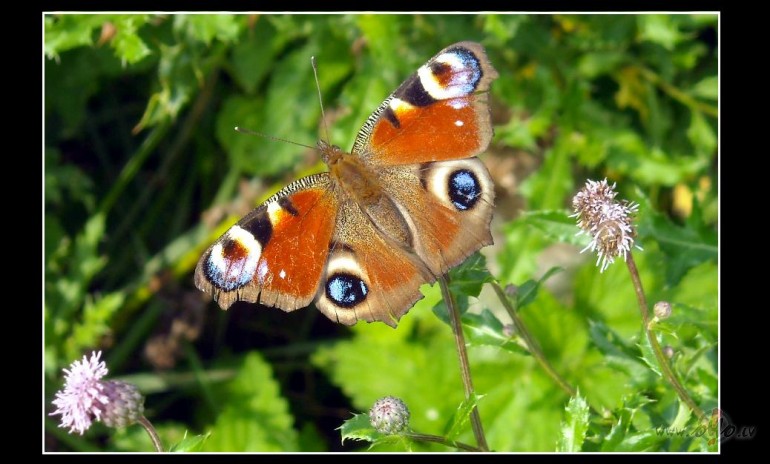 Atn�k m�lest�ba klusi