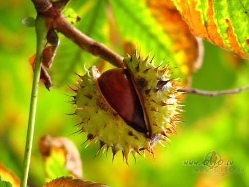 Rudens sezonas pirmais rts!