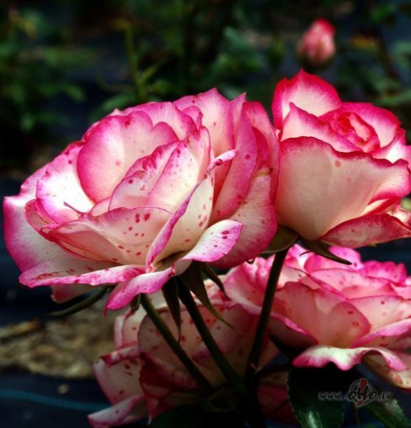 vai tiesam man ir 23....