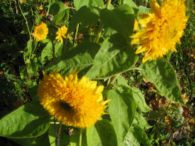 Oktobris