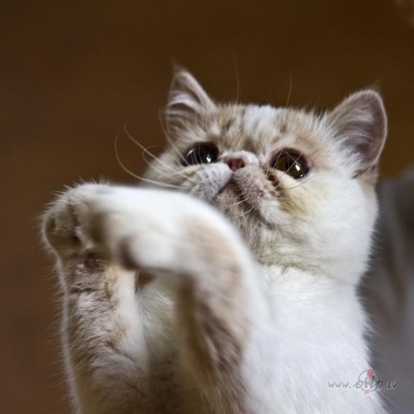 Trauksmain� v�l��anu nakts beigusies. Vai tagad iest�sies ...