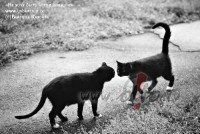 &nbsp;&nbsp; Pat katra �auksto�� lapa �odien �ukst- nu rimstieties, ...