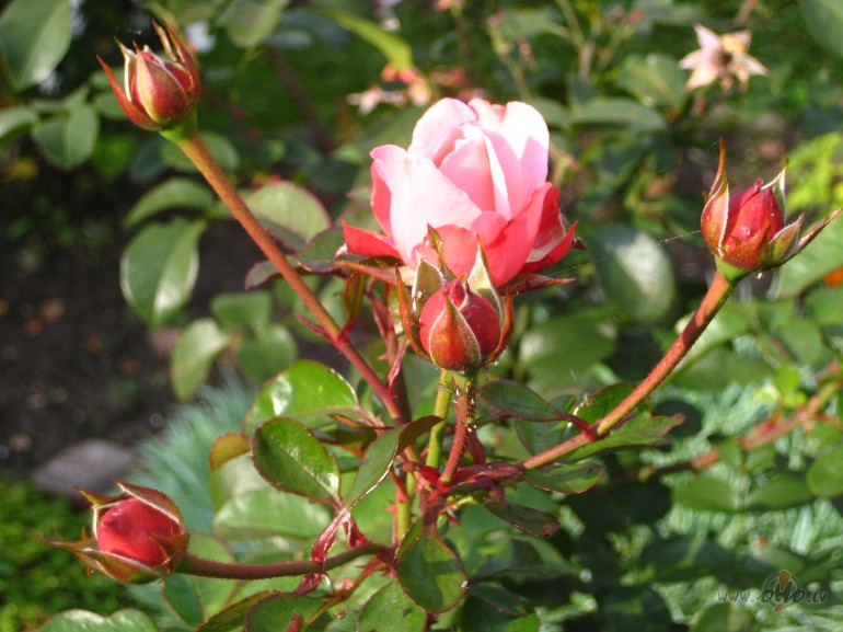 �arda�s.un tu vairs neb�si tik jauna vairs nekadvairs �aj� dz�v�, jo ...