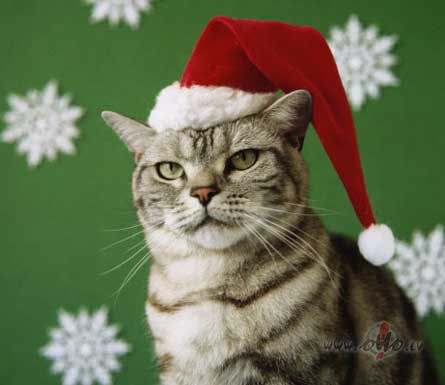 28.decembris