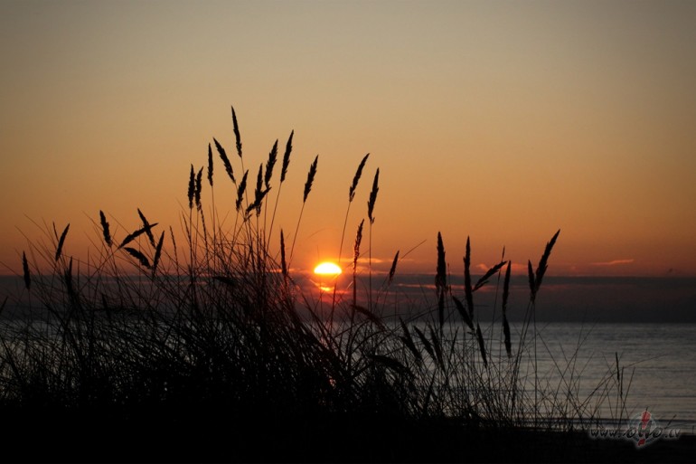 citts no viedajiem indieiem