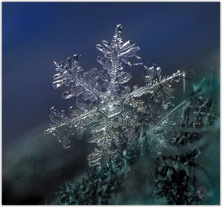 Atkal uz tava plecaviena sniegp�rsla zieddzirdi k� ziema skanbaltaj� ...