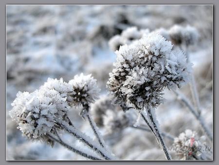 Sirds uksti klusum skanun pasaule ziedsamtaini skarot Tevi tai ...