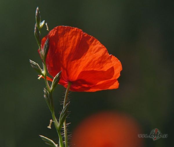 ��ir�an�s e�gelis