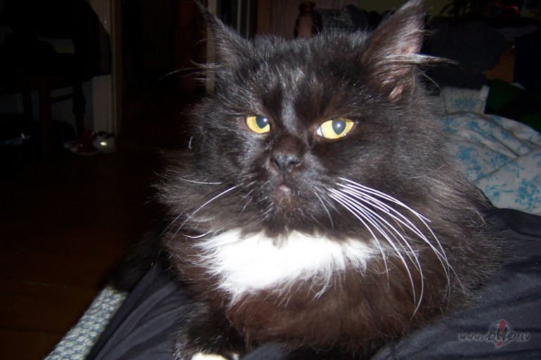 Atrieb�ba salda???