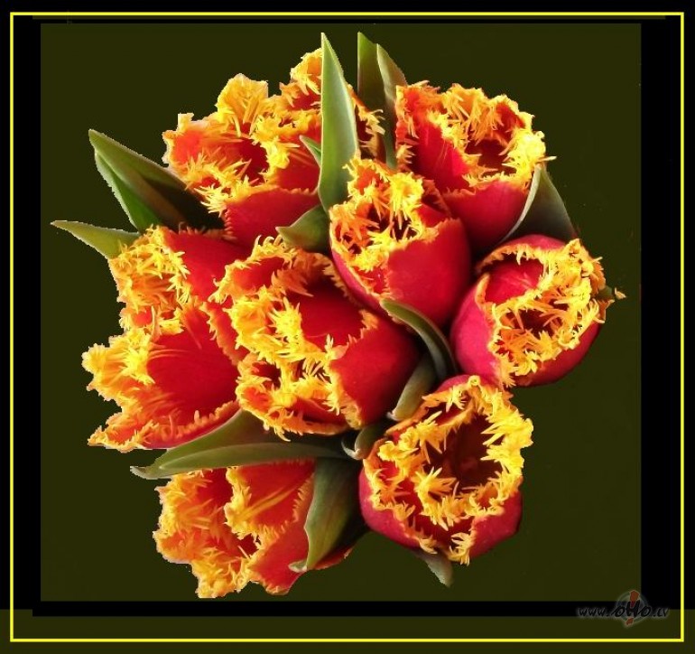 Tulpes