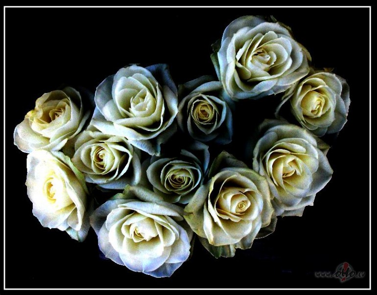 Rozes nakt
