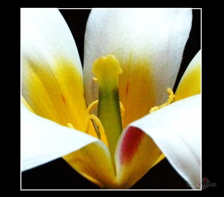 Tulpe