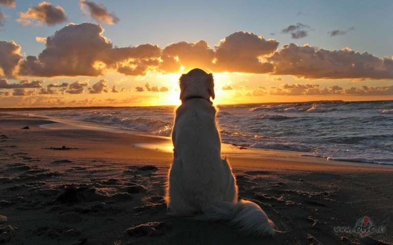 AR_LABU_ ** SUNRISE_Inc._&_LIVIU_HODOR **