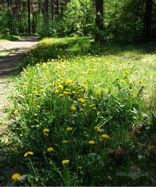 Karstums