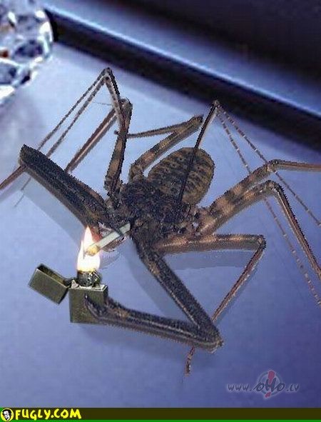 Izskataas, ka pievakars ir izdevies...