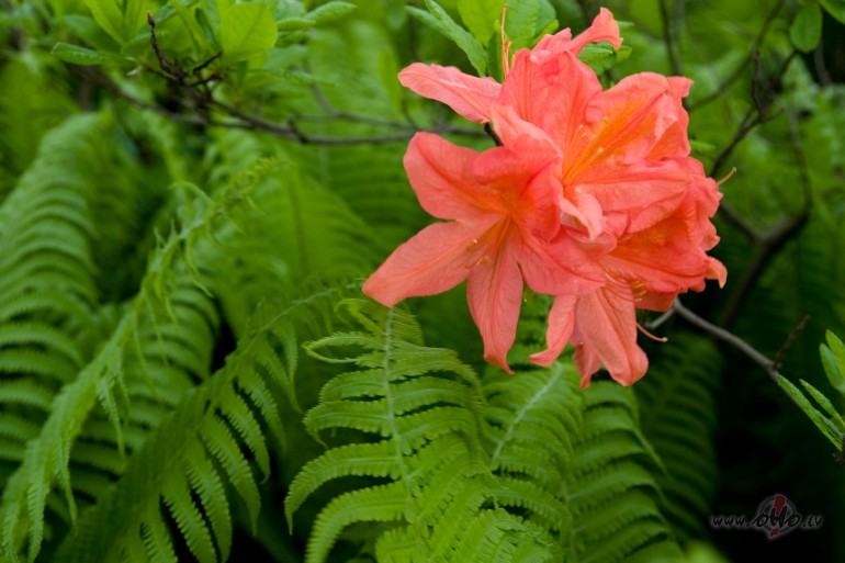 AR_LABU_ ** PEHLI_NAZAR_MEIN **