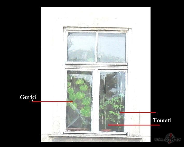 Tomti un guri istabas apstkos:)