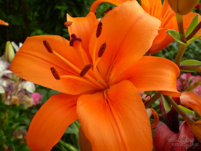 Atkal...bet sav�d�k