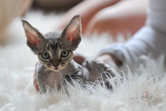 CI-LI_KOSHKA!!!:))))