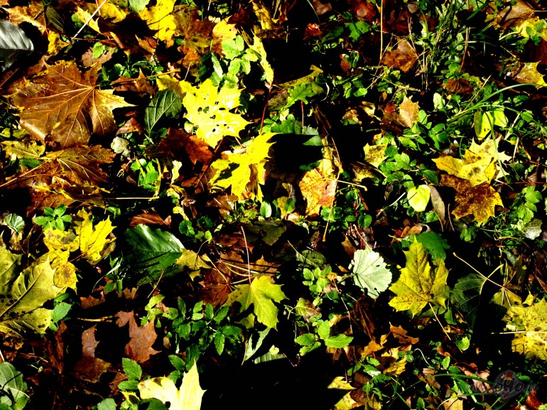 rudens k rudens