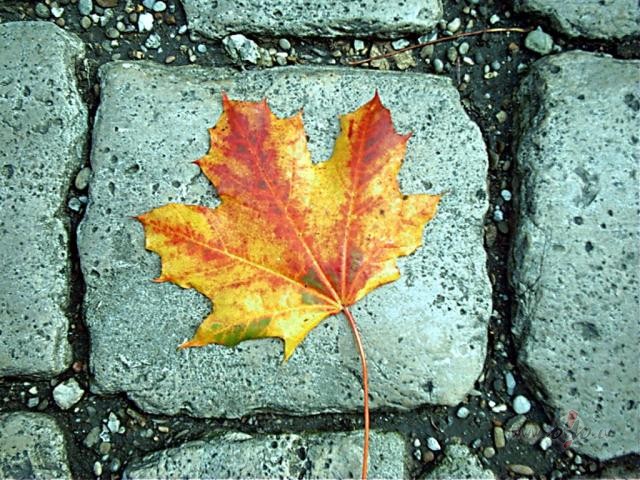 Rudens.
