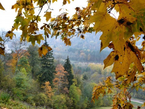 Rudens