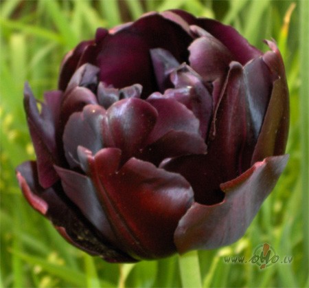 Cer�bas zudu�as!