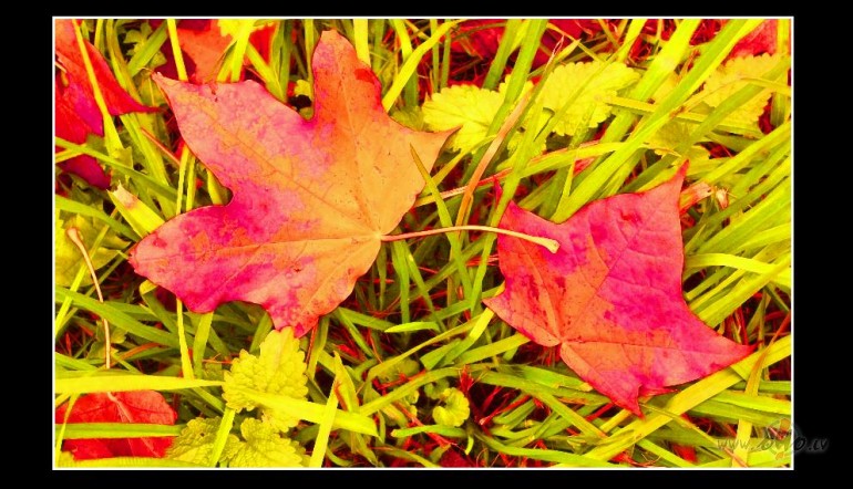 Rudens lapas