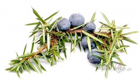 Kadikis
