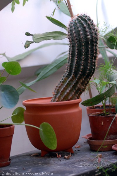 SONAKT GULEEJU LOTI LABI!