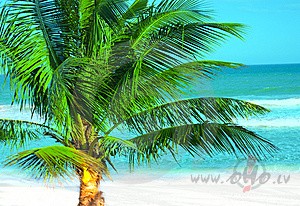 COCONUT TREE_MOHOMBI FEAT NICOLE SCHERZINGER!!!:))))