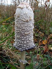 Coprinopsis atramentaria jeb par seeniiCseem...
