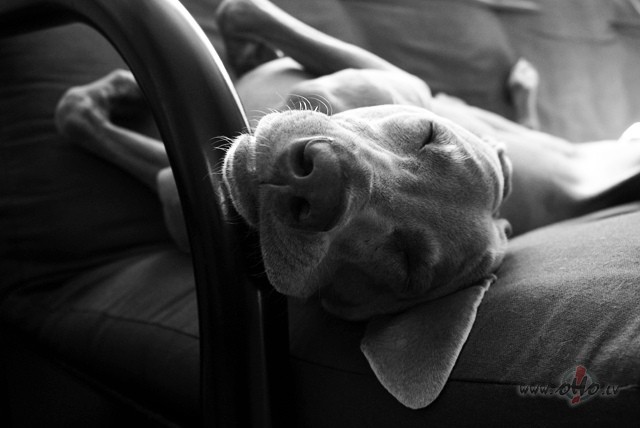 AR_LABU_ ** ROXETTE **