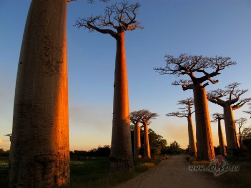 Un buusi baobabs Tu tuukstosh gadu, kameer...