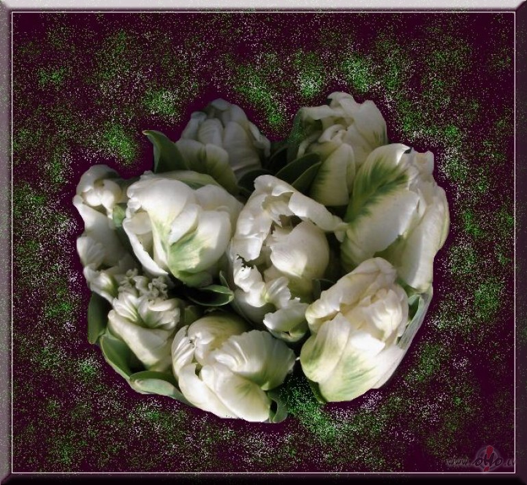 Tulpes