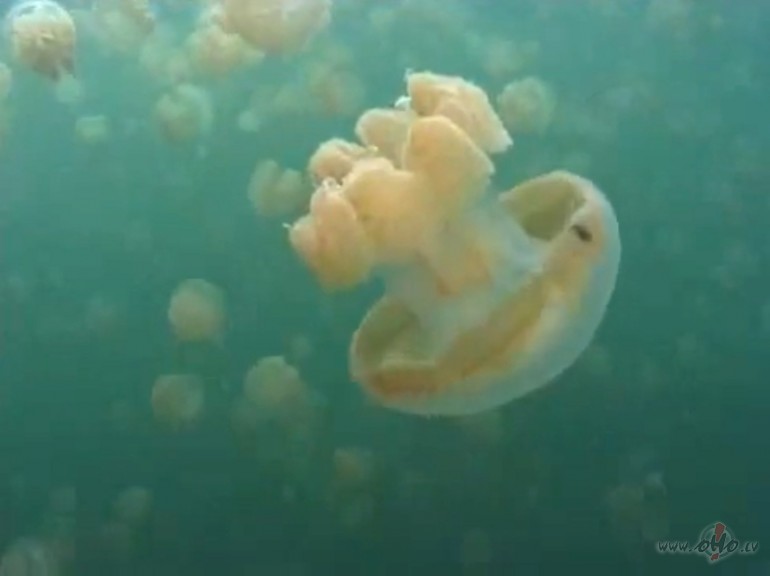 jelly