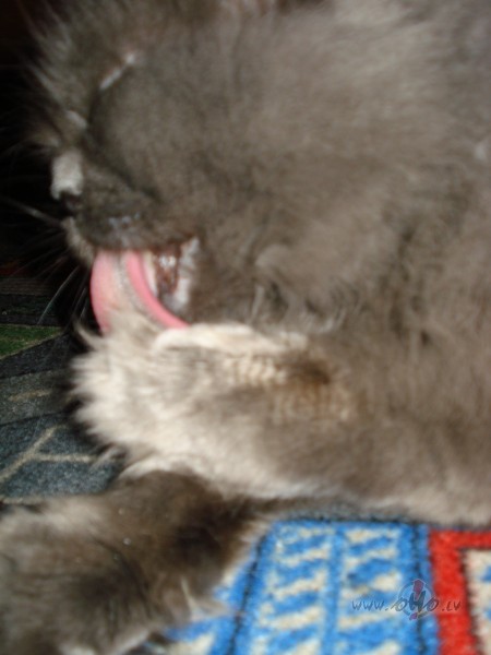 Sen zin�ma paties�ba