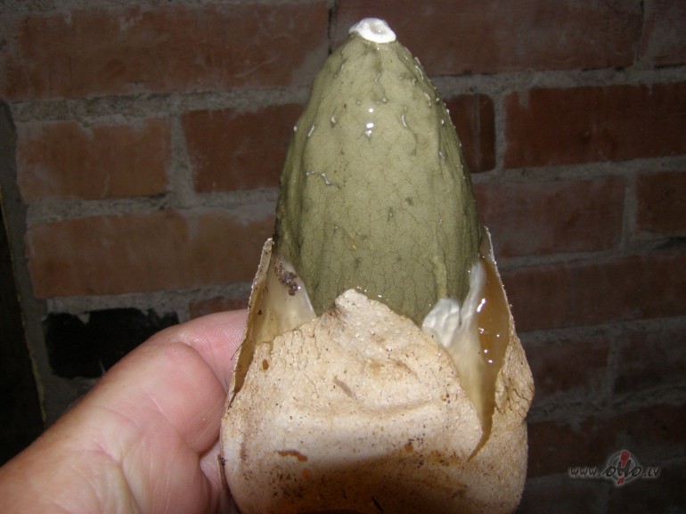 Phallus impudicus